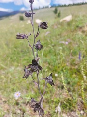 Delphinium triste