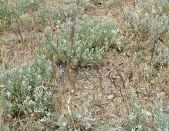 Taeniatherum