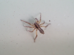 Artoriopsis expolita