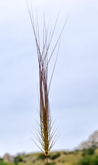 Taeniatherum