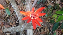 Passiflora tholozanii