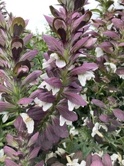Acanthus spinosus