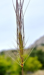 Taeniatherum
