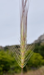 Taeniatherum