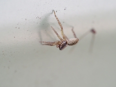 Artoriopsis expolita