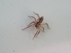 Artoriopsis expolita