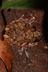 Pristimantis divnae