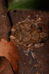 Pristimantis divnae