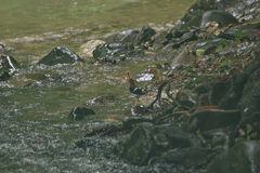 Enicurus ruficapillus