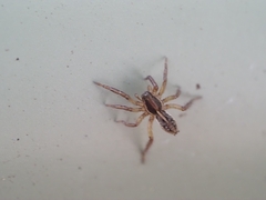 Artoriopsis expolita