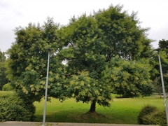 Styphnolobium japonicum