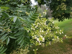 Styphnolobium japonicum