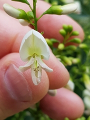 Styphnolobium japonicum