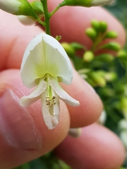 Styphnolobium japonicum