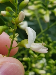 Styphnolobium japonicum