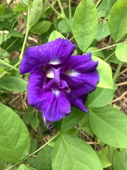 Clitoria ternatea