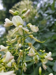 Styphnolobium japonicum