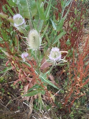 Dipsacus fullonum