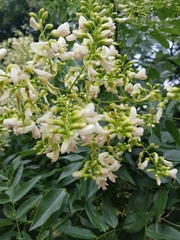 Styphnolobium japonicum