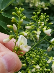 Styphnolobium japonicum