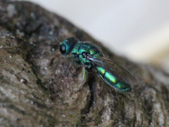 Trichrysis