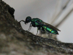 Trichrysis