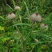Cirsium decussatum - Photo 由 natalya_ezhel 所上傳的 (c) natalya_ezhel，保留部份權利CC BY-NC