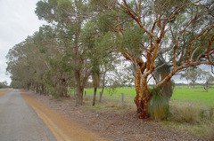 Eucalyptus lane-poolei