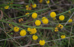 Acacia stenoptera