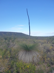 Xanthorrhoea drummondii