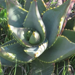 Aloe distans
