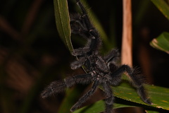 Avicularia avicularia
