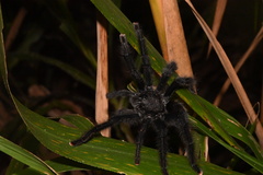 Avicularia avicularia