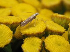Isophrictis striatella