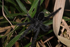 Avicularia avicularia