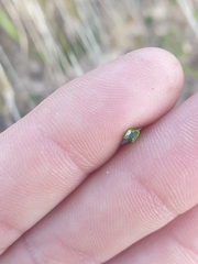 Xanthorrhoea drummondii