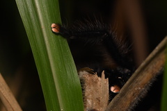 Avicularia avicularia