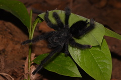 Avicularia avicularia