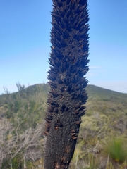 Xanthorrhoea drummondii