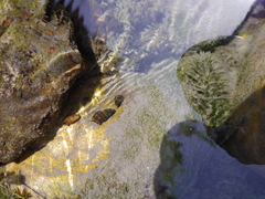 Semisulcospira libertina