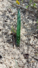 Brunsvigia orientalis