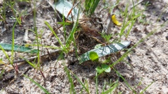 Brunsvigia orientalis