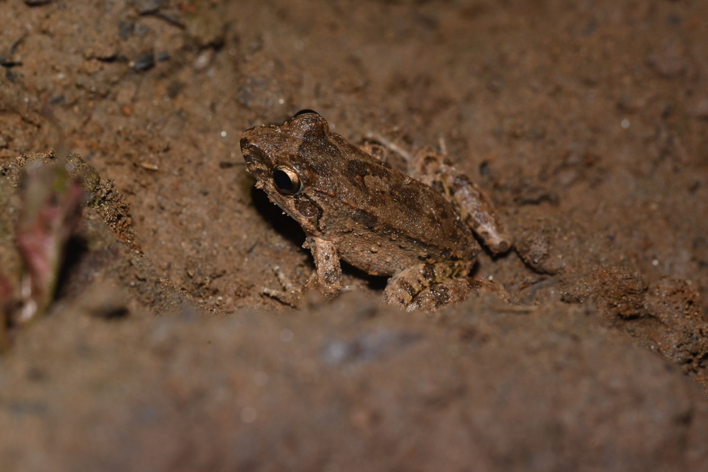 Rain and Robber Frogs from Tambopata, PE-MD, PE on July 19, 2022 at 11: ...