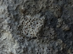 Protoblastenia incrustans