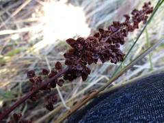 Rumex crispus fauriei