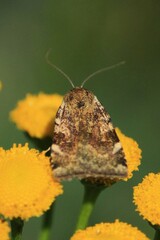 Cryptocala chardinyi