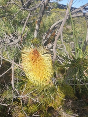 Banksia tricuspis