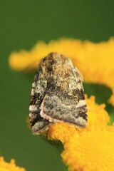 Cryptocala chardinyi