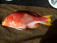 Bodianus perditio