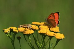 Cryptocala chardinyi